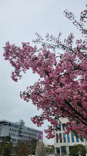 Cherry blossom in Jeonbuk University  대표이미지